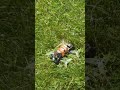 it’s always the small drones that get stuck in the tall grass 