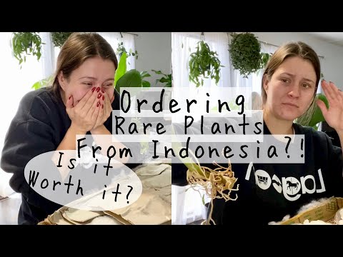 Ordering u0026 Unboxing Houseplants from GREENSPACES.ID | Inexpensive Houseplants Online!?