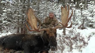 A Newfoundland trophy moose. Brandon&#39;s Hunt.