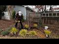 Planting Ginger, Strawberries and Ornamental Grasses // Dirt and Dish