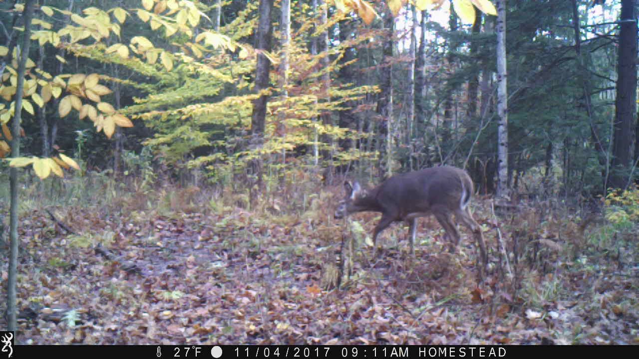 Moultrie game camera little buck, NY Nov 4 2017