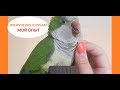 КАК ПРИРУЧИТЬ ВЗРОСЛОГО ПОПУГАЯ МОНАХА КВАКЕРА К РУКАМ? (ЧАСТЬ 1) /How to tame a parrot to hand?