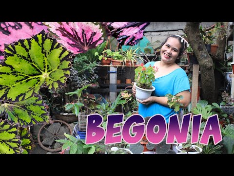 Video: Paano Mapanatili Ang Begonia Sa Taglamig