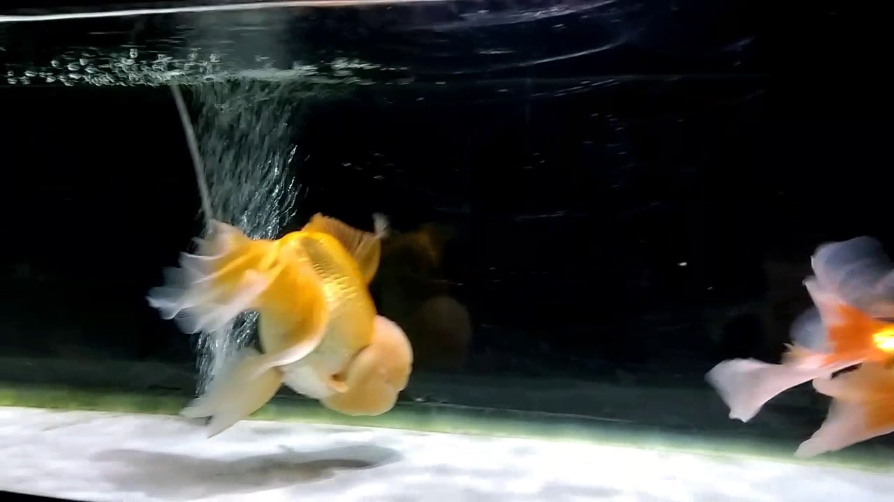 ジャンボオランダ獅子頭 ﾊﾟｰﾄ2 - YouTube