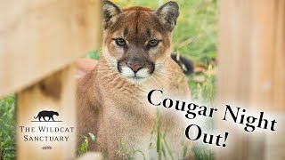 Cougar Night Out || The Wildcat Sanctuary
