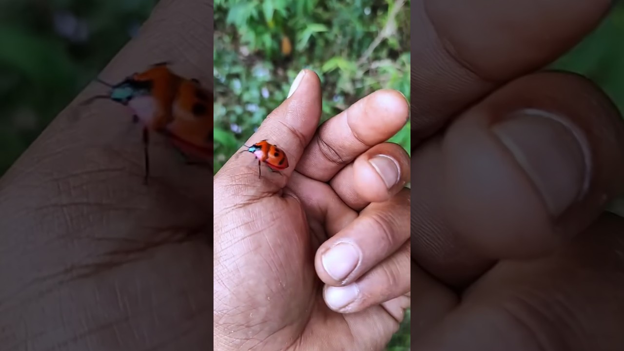 Азиатские жуки, которых вы никогда не видели 🪲🐞🪲 