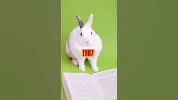 Год Черного Кролика - 2023