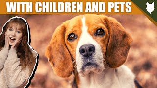 BEAGLE WITH OTHER CHILDREN AND PETS by Fenrir Beagle Show 262 views 3 years ago 4 minutes, 26 seconds