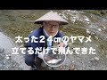 渓流釣り　抜き快調＜翡翠冴抜硬調６０M＞