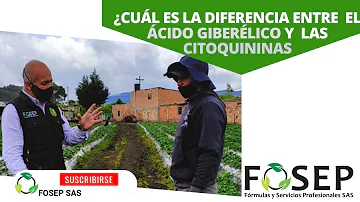 ¿Para qué sirve la citoquinina?