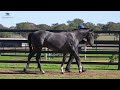 LOT 1043 D'Argento x Atalanta Miss COLT