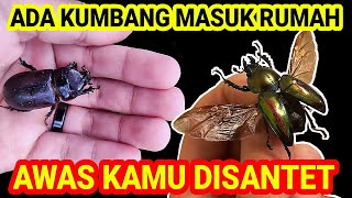 Kumbang Masuk Rumah Awas Ini Mitosnya Yang Harus Kamu Tau