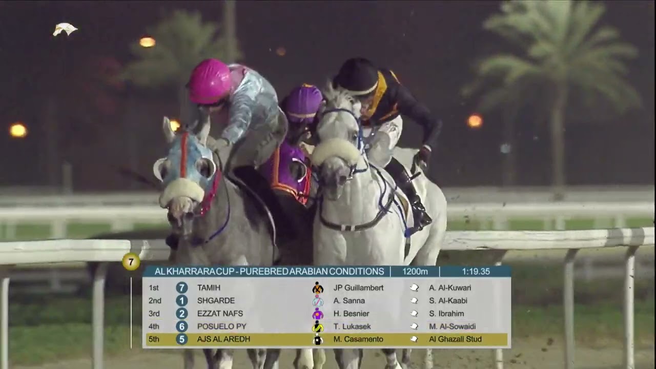 Tamih - By Majd Al Arab - AL KHARRARA CUP - ARABIAN CONDITIONS - 1200m - 2022/2023