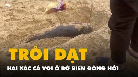 Hai xác cá voi liên tiếp dạt vào bờ biển Đồng Hới, Quảng Bình