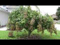 The longan tree bears heavy fruit in front of the house