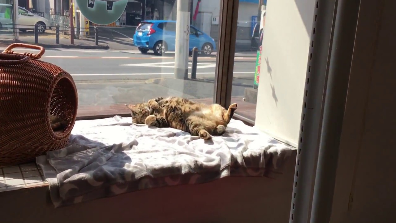保護猫カフェ ネコリパブリック江南店 日向ぼっこまったりタイムののりたまさん Youtube