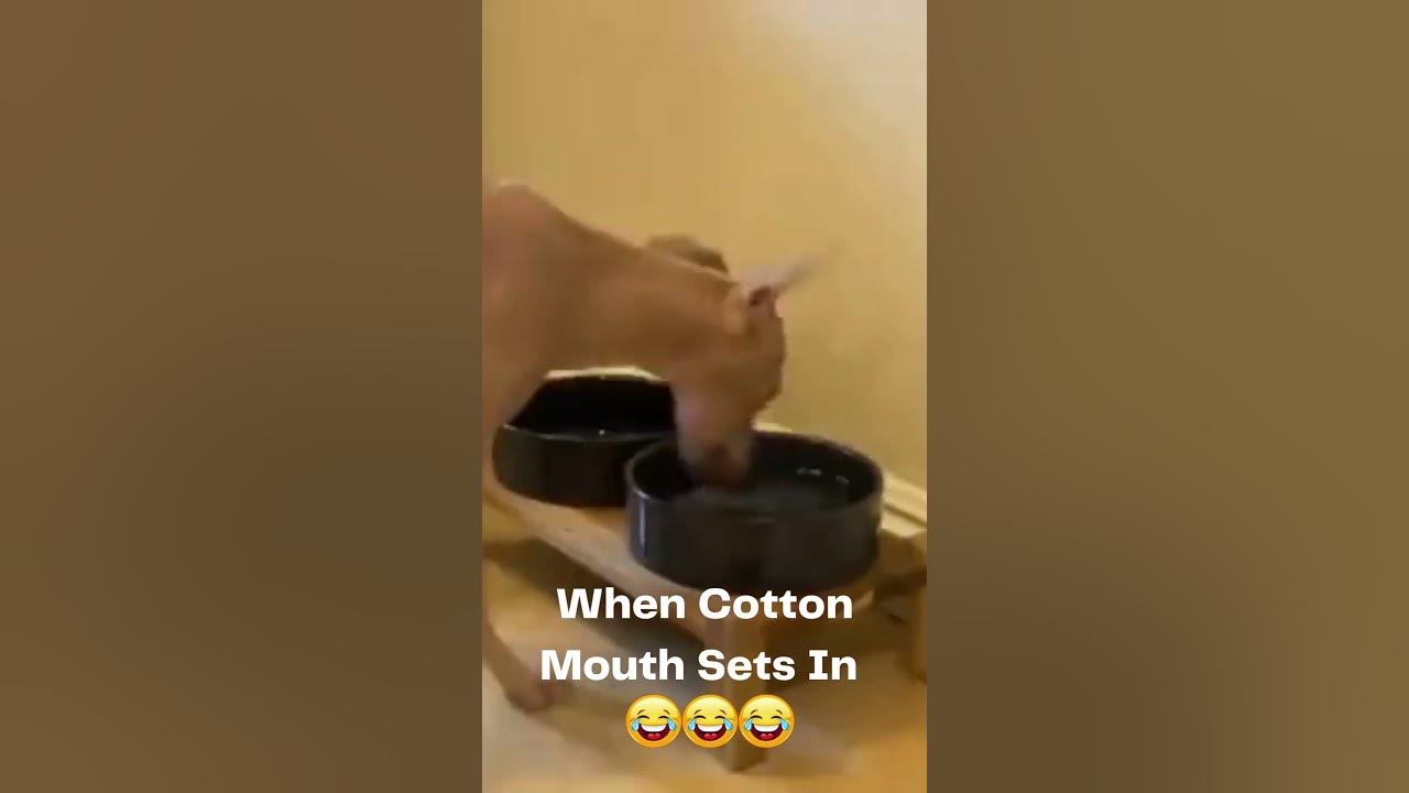 Dogs Get Cotton Mouth Too! YouTube
