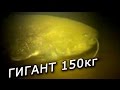 Самый большой Сом в мире на 150 кг под водой . Смотреть видео