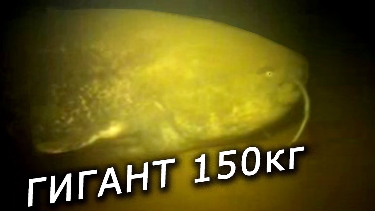Смотреть фильм живая сталь в хорошем качестве hd 720 на русском