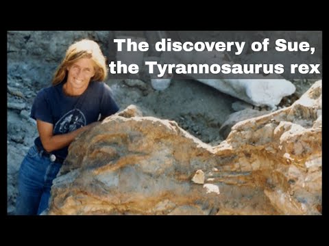 12th August 1990: Sue the Tyrannosaurus rex discovered by Susan Hendrickson