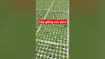 Cây giống cúc pico #cucpico #caygiongcucpico #cucpicomini #cucpicotrung #cucpicocaymo