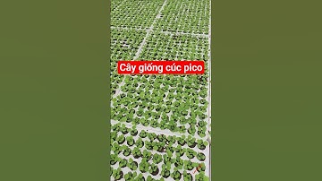 Cây giống cúc pico #cucpico #caygiongcucpico #cucpicomini #cucpicotrung #cucpicocaymo