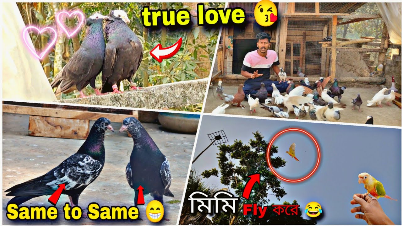 মিমি Fly করে চলে গেল 😱Babby Napta দুটো বড় হয়ে গেছে 😁#myworld #petsvlog