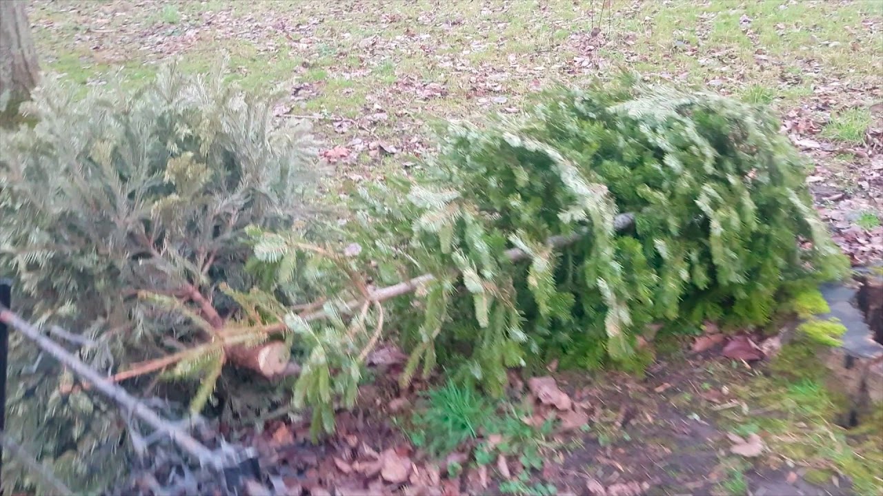 Christmas tree Recycle / Glasgow, Kelvingrove Park. YouTube