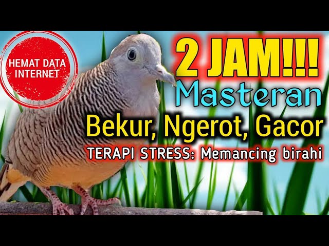 2 JAM SUARA PERKUTUT LOKAL Variasi suara kerot bekur dan suara tekukur class=