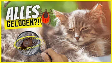 Können Katzen Zecken selbst entfernen?