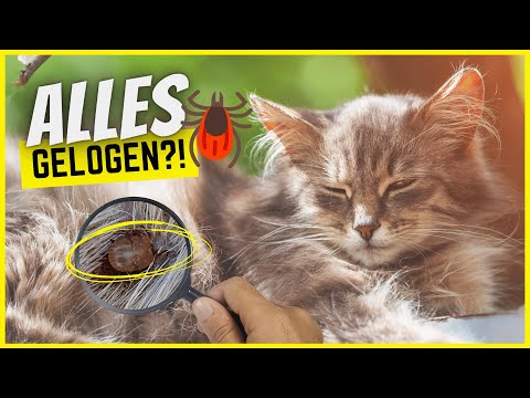 Video: Hat Meine Katze Zecken?