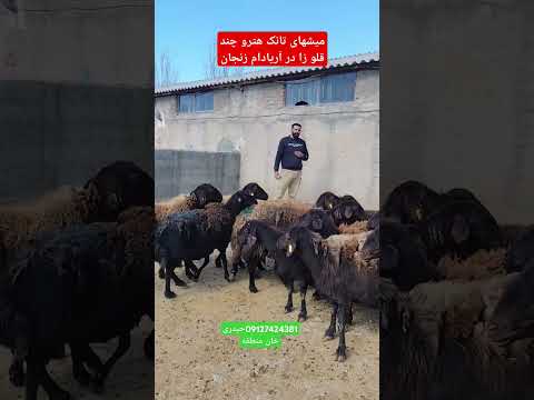 میشهای چند قلو زا همو هترو اصلاح شده 09127424381حیدری