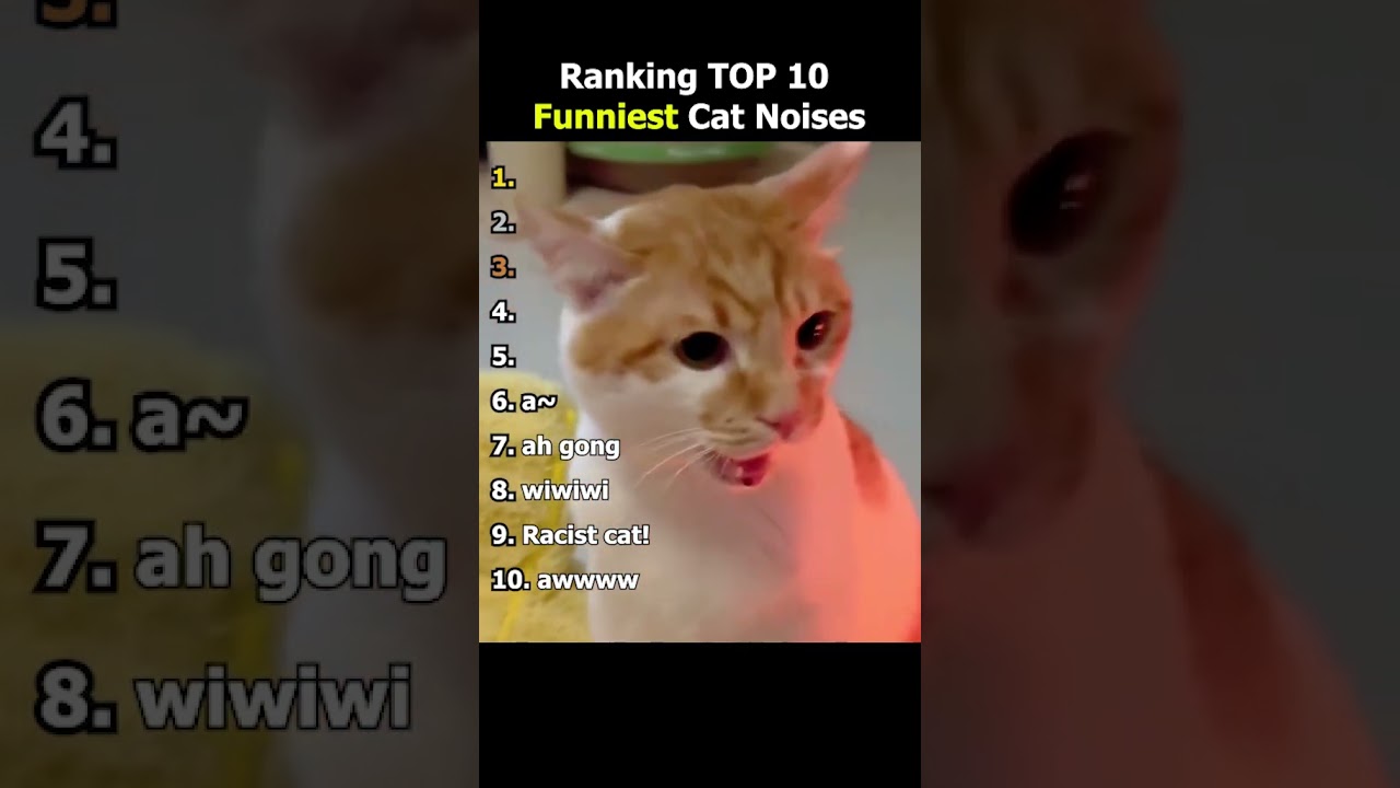 Top 10 Cat Noises Ranking