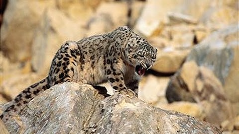 Sa mạc Gôbi -Trái tim khô cằn  (HD thuyết minh - NatGeo Tiếng Việt)