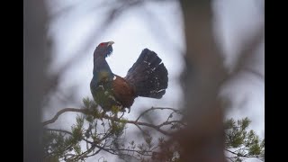 ПОИСК ГЛУХАРИНОГО ТОКА * КТО ИЩЕТ ТОТ ВСЕГДА НАЙДЁТ