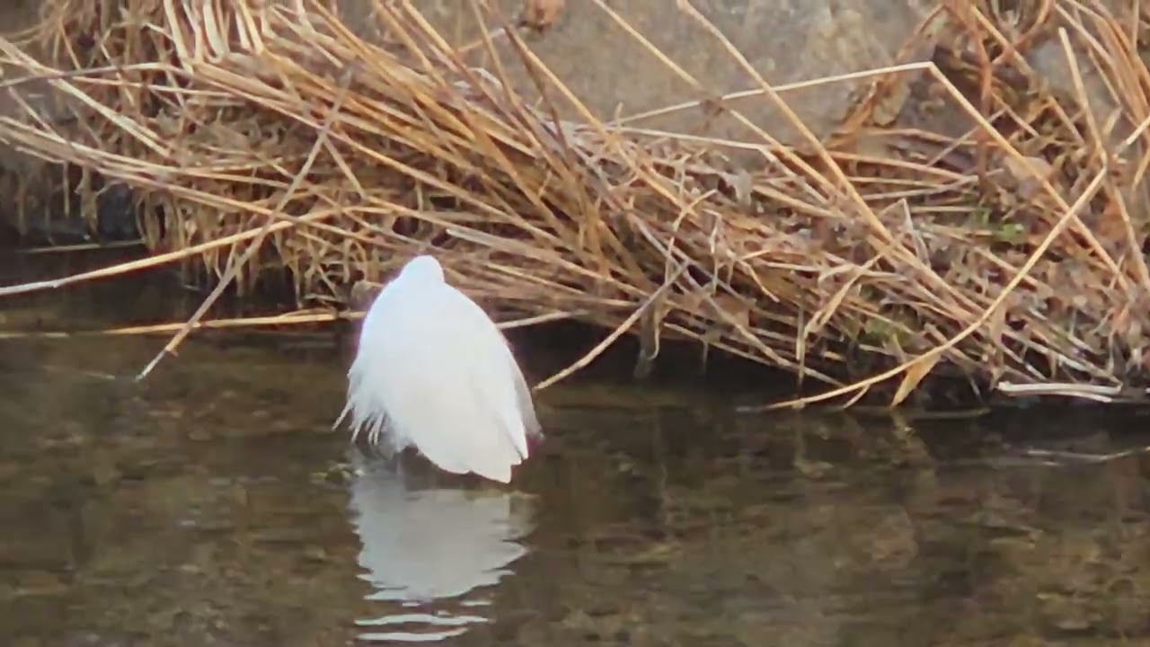 1월 11일 백로들과 청둥오리~♡(January 11 White herons and mallard duck in the River)