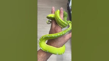Breeder male Sorong Green Tree Python.