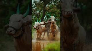 balgarh Sariya Don #mafia #ho