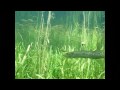 Stalking predators: pike underwater. HD. Please read more info.