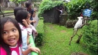 burung kakak tua marah dinyanyikan lagu burung kakak tua