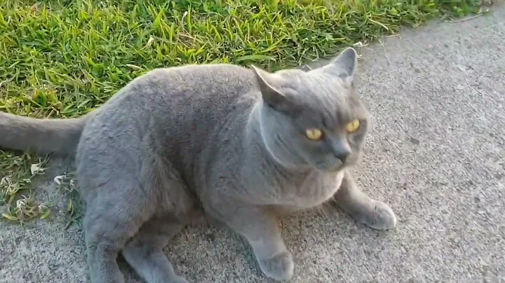 Video 3794381: british shorthair cat, british domestic cat