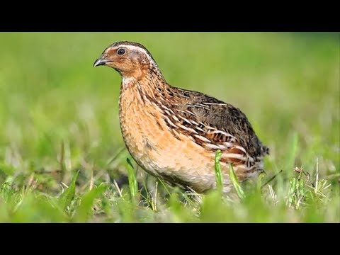 შეწყვიტეთ ბრაკონიერობა | Shewyvitet brakonieoroba