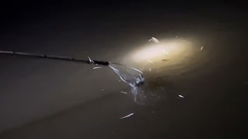 Đi tét máy kích cá nước mặn lợ công suất lớn thế hệ mới vm66m vợt cá mỏi tay.0985802199