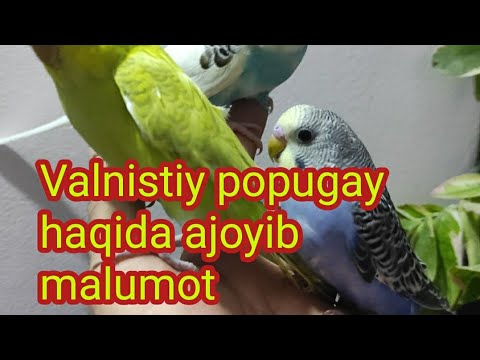 Video: Ko'k qushlar boshqa qushlarni o'ldiradimi?