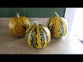 Growing Organic Pepita Seed Pumpkins Zone 5  "Kakai Hulless"