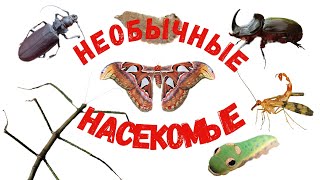 Насекомые Для Детей. Необычные Насекомые. Развивающее Видео.