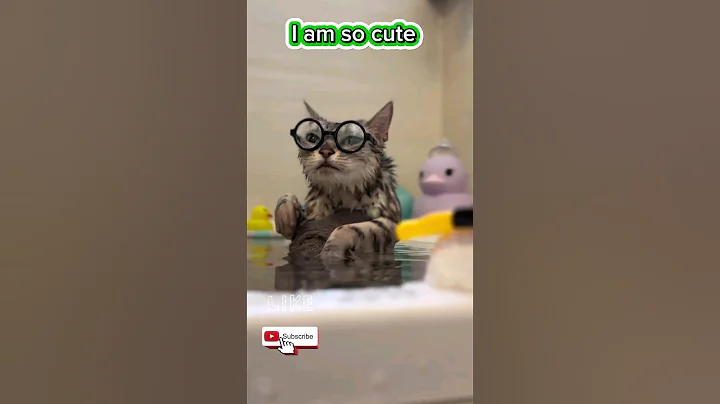 Watch the video about Funny Cats 🐈 | Animals | Pets | Cat love #youtubeshorts #videos #reels #trend #cat #foryou #trend