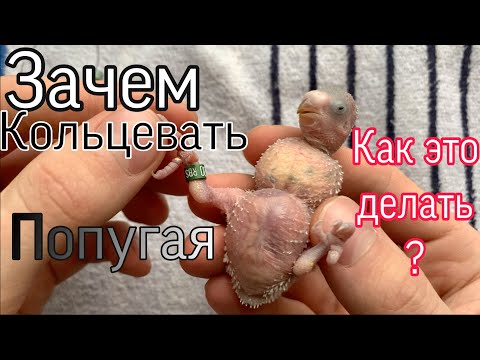 Зачем кольцевать попугаев? Как кольцевать попугая?