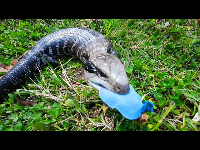 VERY ANGRY Blue Tongue Lizard gets defensive when approached