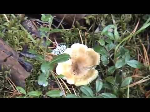 Двойник Зеленушки - Рядовка еловая.